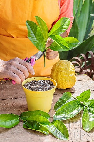 Pruning_a_citron_Citrus_medica_in_summer_Preparation_of_a_stem_tip