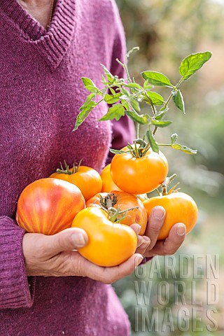 Woman_carrying_orange_tomatoes_Orange_Russian_117_freshly_harvested_from_the_garden
