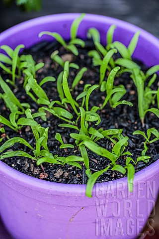 Sowing_spinach_in_a_pot_step_by_step_5_seedling_emergence