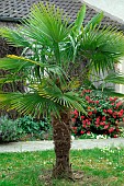 Palm tree in a garden