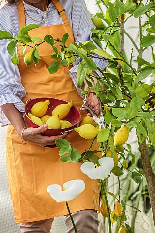 Woman_picking_lemons