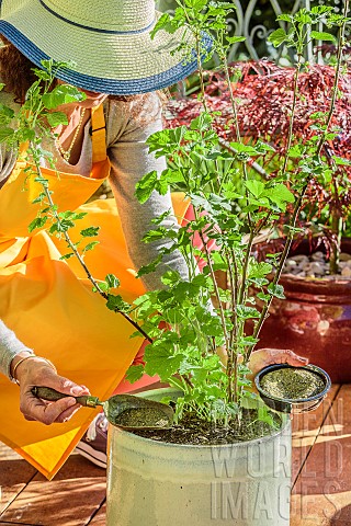 Woman_giving_organic_fertilizer_to_a_currant_tree_grown_in_a_pot