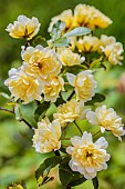 Banks Rose flowers, Rosa banksiae Lutea Plena, yellow climber, in May.