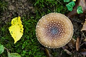 Panther mushroom (Amanita pantherina), undergrowth, Forêt de la Reine, Lorraine,France
