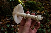 Ring, volva and lamellae of the Amanita pantherina. Bellefontaine valley, Lorraine, France
