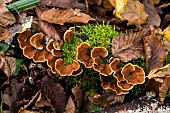 Yellowing curtain crust (Stereum insignitum), lignicolous mushroom, Forêt de la reine, Lorraine, France