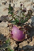Organic white globe turnip with purple collar in the garden