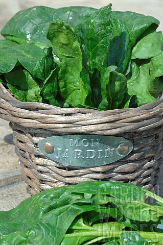 Organic_spinach_Spinacia_oleracea_in_a_vegetable_garden_basket_vegetable_from_my_garden
