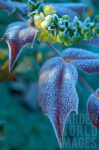 Mahonia_Mahonia_sp_flowers_and_leaves_frosted_garden_in_winter