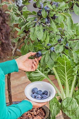 Harvesting_plums_from_a_plum_tree_grown_in_a_pot_on_a_terrace