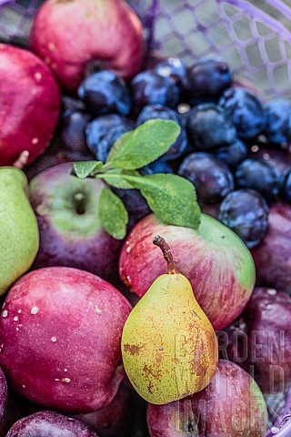 Garden_fruits_freshly_harvested_in_late_summer_apples_pears_plums