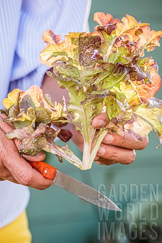 Freshly_harvested_Oakleaf_lettuce
