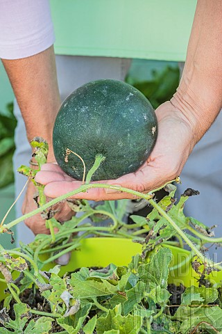 Harvesting_a_Sugar_Baby_watermelon_grown_in_a_pot_on_a_terrace