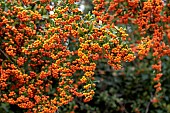 Scarlet firethorn (Pyracantha coccinea) with orange berries