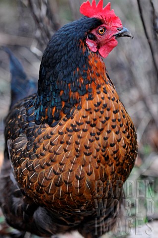 Portrait_of_a_black_laying_hen_with_a_tan_ruff