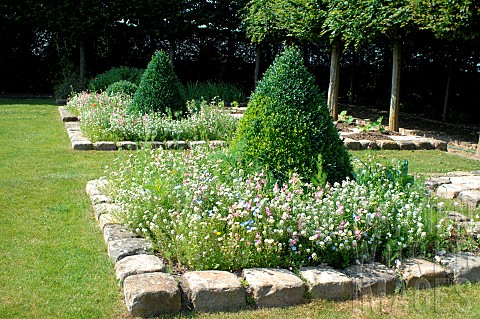 Small_flowers_and_boxwood_Buxus_sp_trimmed_in_squares_marked_with_paving_stones_Jardin_du_Bois_Riche