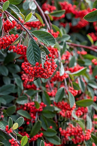 Late_Cotoneaster_Cotoneaster_lacteus_with_fruits_in_autumn_CotesdArmor_France