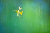 True Jonquil (Narcissus jonquilla) in a meadow at the end of winter, Allier, Auvergne, France