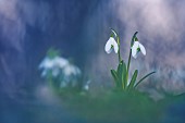 Snowdrop (Galanthus nivalis) in an undergrowth on a winter evening, Allier, Auvergne, France