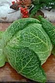 Savoy cabbage (Brassica oleracea) on a cutting board, winter vegetable