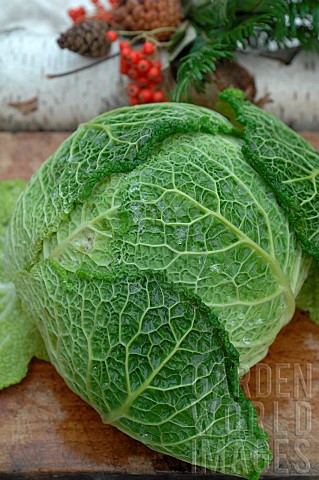 Savoy_cabbage_Brassica_oleracea_on_a_cutting_board_winter_vegetable