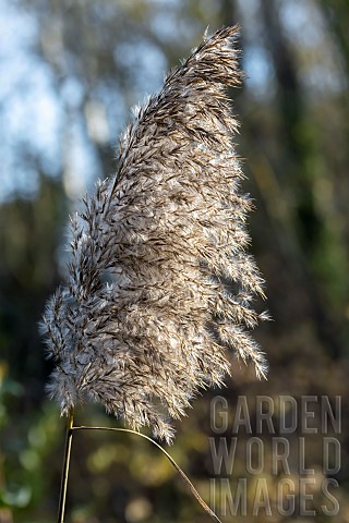 Common_reed_Phragmites_australis_seedhead_in_december_Gard_France