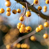 (Malus sieboldii) Brouwers Beauty fruits in december