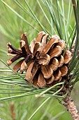 Salzmann pine cone (Pinus nigra salzmannii), Saint-Guilhem-le-Désert, Hérault, France