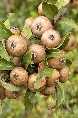 Almondleaved_pear_Pyrus_spinosa_fruits