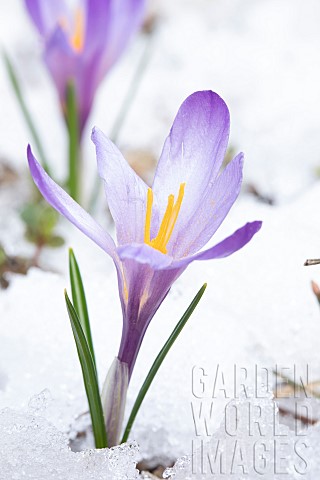 Spring_crocus_Crocus_vernus_flower_in_snow