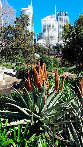 Clanwilliam_aloe_Aloe_comosa_in_bloom_Botanical_Gardens_Sydney_Australia