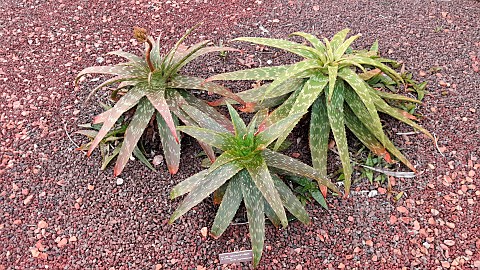 Cape_Speckled_Aloe_Aloe_microstigma_Botanical_Gardens_Sydney_Australia