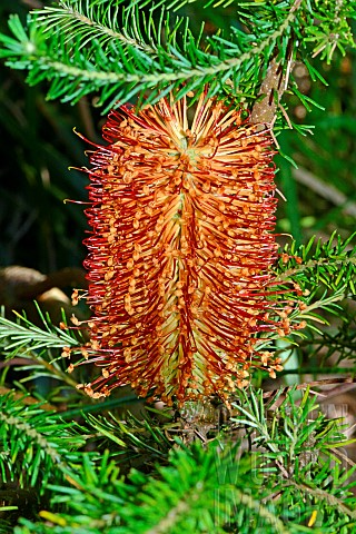 Hairpin_banksia_Banksia_spinulosa_Botanical_Gardens_Sydney_Australia