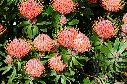 Pincushion_Leucospermum_cuneiforme_Botanical_Gardens_Sydney_Australia