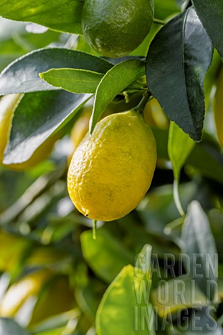 Limequat_Citrus__floridana