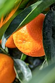 Clementine (Citrus x clementina)