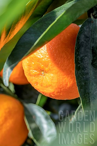 Clementine_Citrus_x_clementina