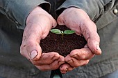 Seedling in potting soil in a mans hands