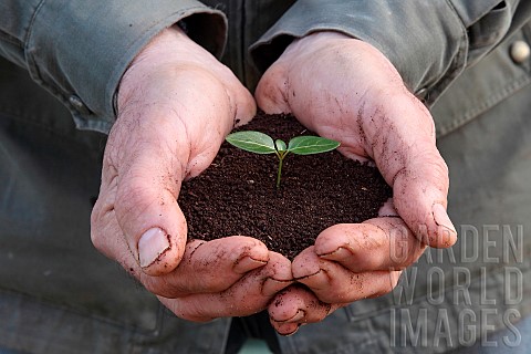Seedling_in_potting_soil_in_a_mans_hands