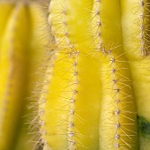 Yellow grafted Moon Cactus (Gymnocalycium mihanovichii - Hylocereus sp.)