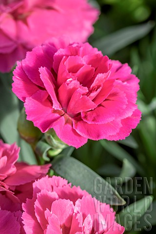 Dianthus_caryophyllus_Teneriffa_pink