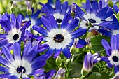 Florists Cineraria (Pericallis × hybrida) Senetti Bicolor Blue