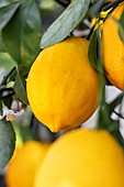Meyer lemon (Citrus x meyeri)