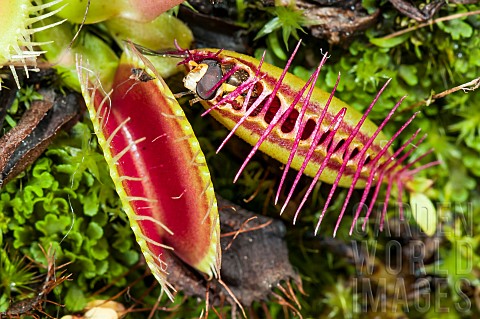 Fly_caught_in_a_trap_of_Venus_flytrap_Dionaea_muscipula_carnivorous_plant_native_to_N_Carolina_JeanM
