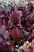 Purple pitcherplant (Sarracenia purpurea) urn trap, carnivorous plant, Jean-Marie Pelt Botanical Garden, Nancy, Lorraine, France