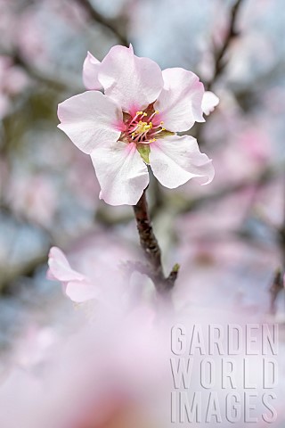 Almond_blossom_Prunus_dulcis_in_February_Gard_France