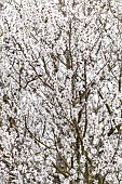 Almond (Prunus dulcis) in blossom, Gard, France
