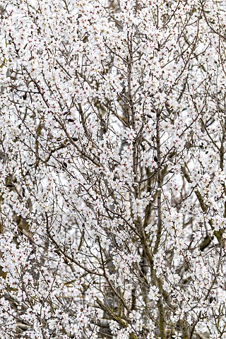 Almond_Prunus_dulcis_in_blossom_Gard_France