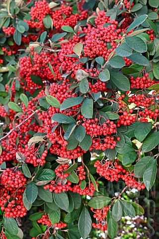 Red_berries_of_Cotoneaster_Cotoneaster_sp