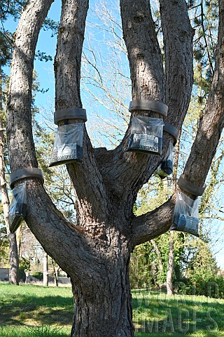 Trap_for_pine_processionary_caterpillars_installed_around_trunks